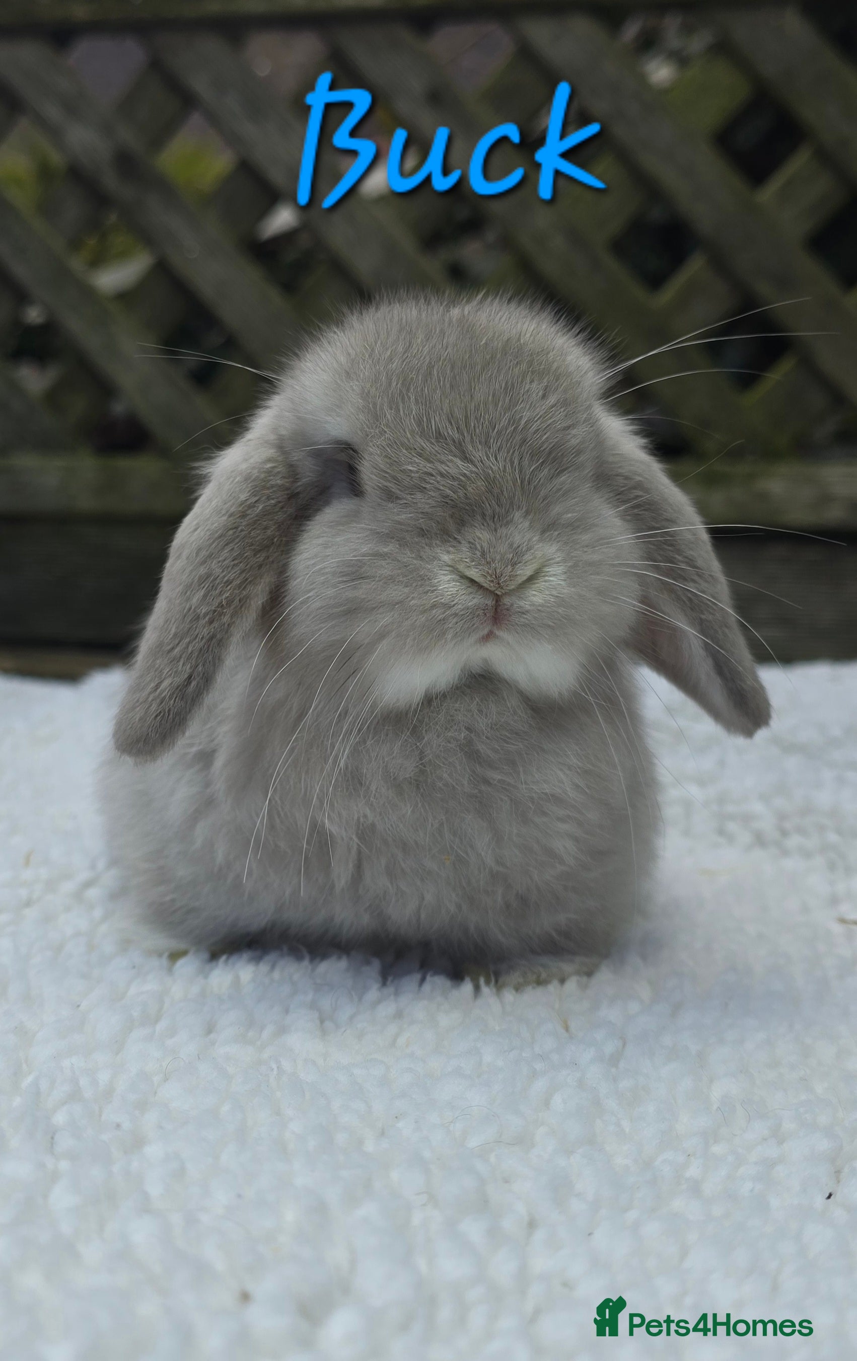 Mini Lop rabbits Beautiful mini lops girls and boys - Advert 14