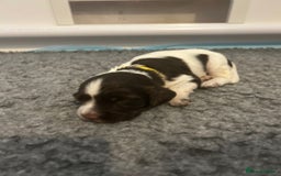 English Springer Spaniel dogs for sale: Adorable Springer Spaniel Puppies - Image 28