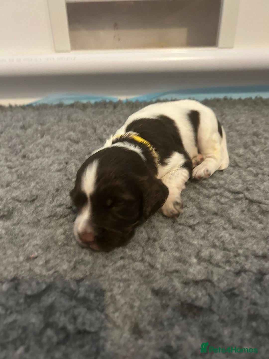 English Springer Spaniel dogs for sale: Adorable Springer Spaniel Puppies - Image 28