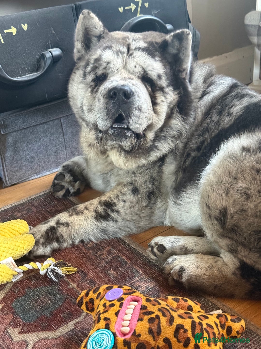 Chow Chow dogs for stud: Rare Smooth Coat Blue Merle for Stud - Advert 6