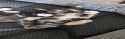 Mixed Breed cats for sale: Black & white and tortoise shell kittens - Advert 1
