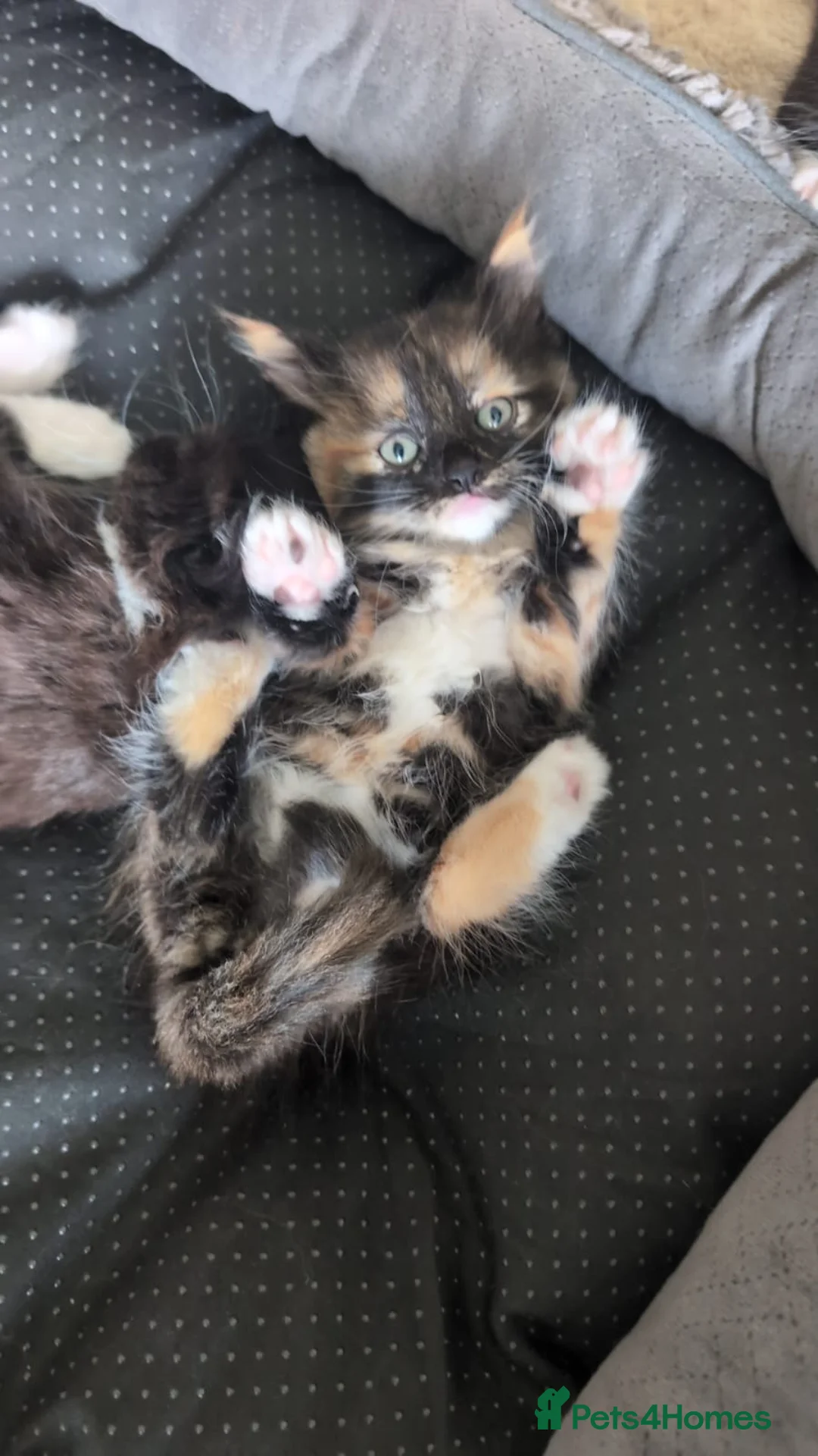 Mixed Breed cats for sale: Black & white and tortoise shell kittens - Advert 1