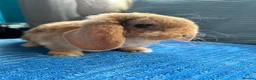 Mini Lop rabbits for sale: 🦋Pure Breed Mini plush lop 🦋 in Halstead - Advert 5