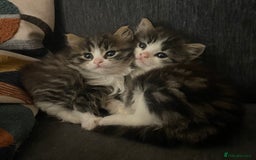 Mixed Breed cats for sale: four Gorgeous kittens looking for a loving home  - Image 10