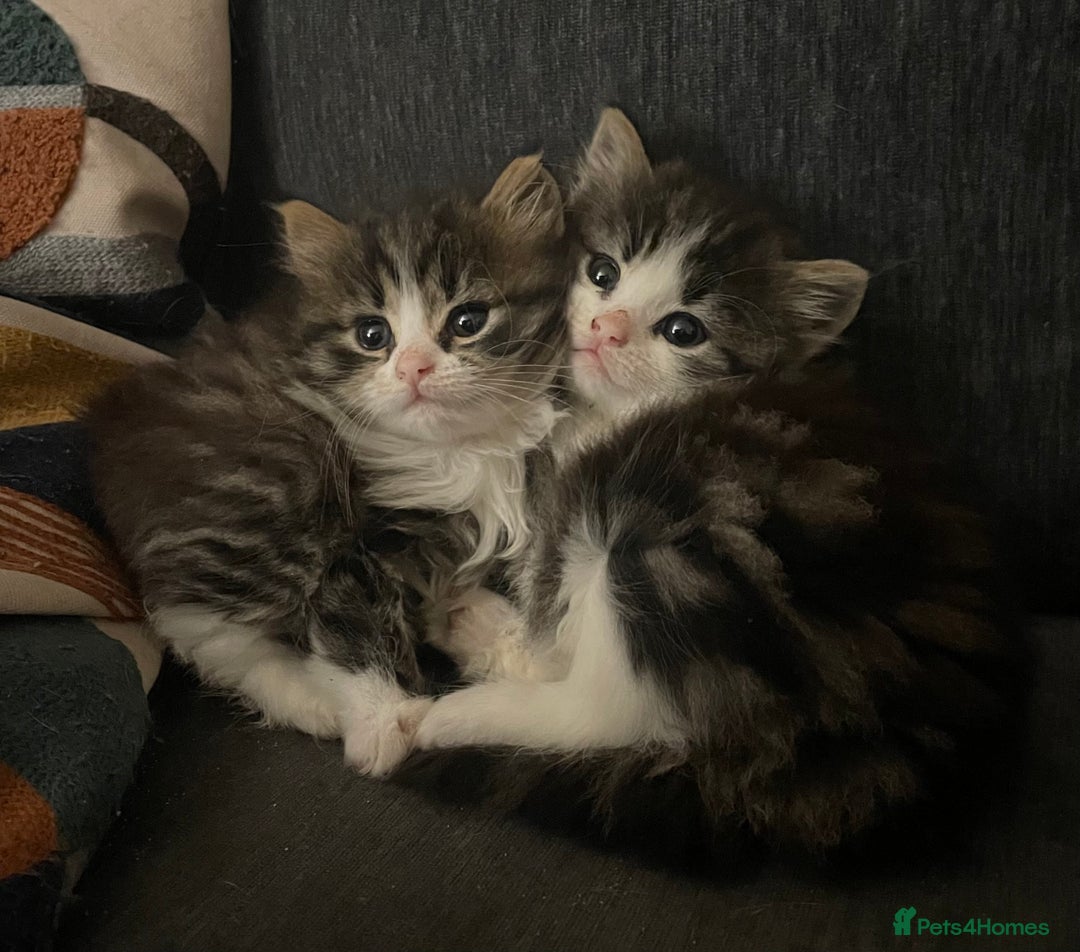 Mixed Breed cats for sale: four Gorgeous kittens looking for a loving home  - Image 10