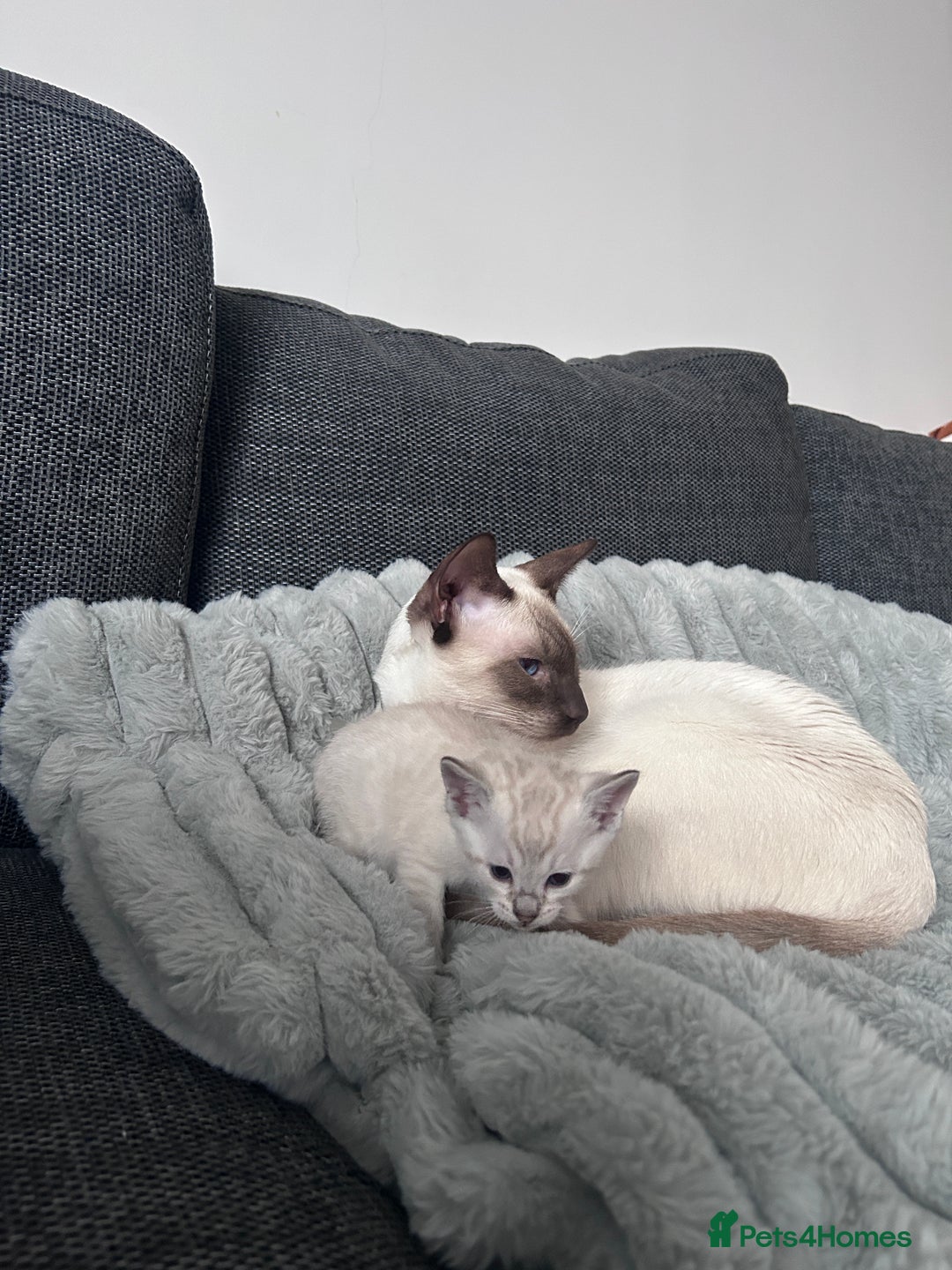 Siamese cats for stud: 🍫PROVEN CHOC POINT SIAMESE STUD🍫 - Advert 10