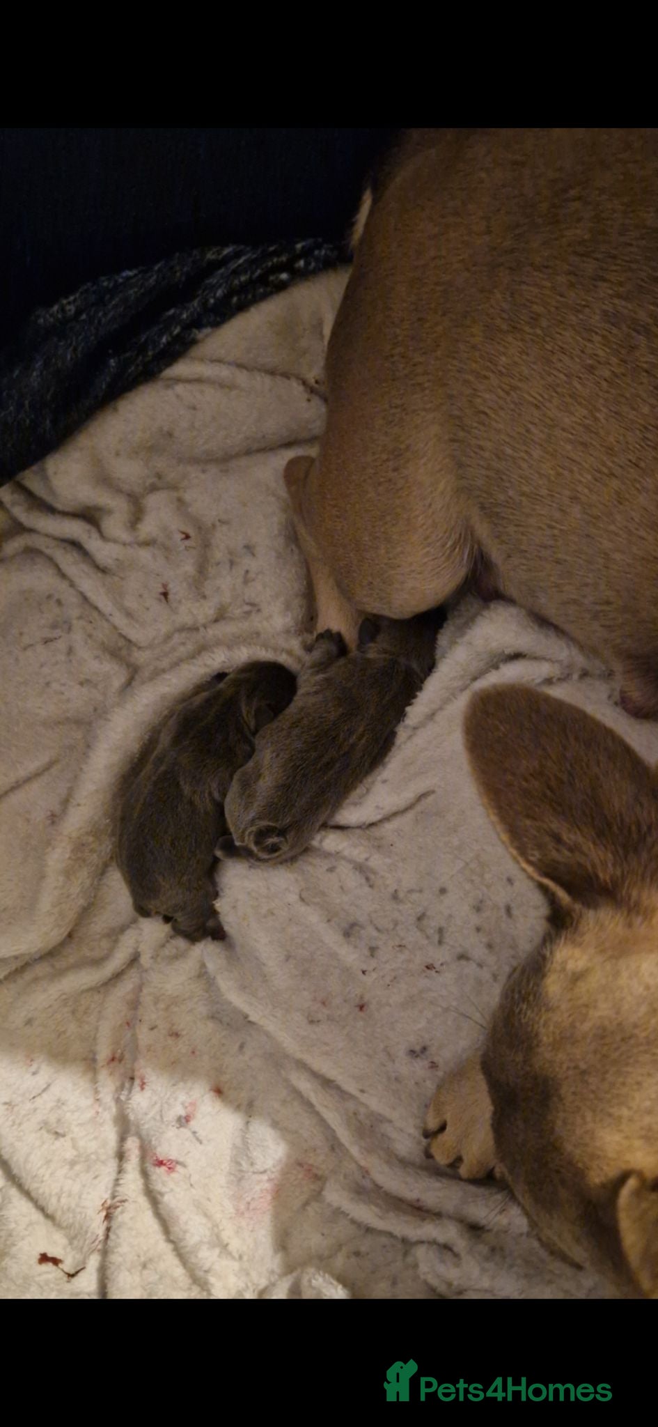Frug dogs Beautiful litter 4 remaining - Advert 1