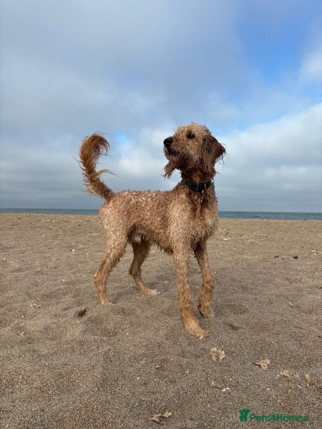 Mixed Breed dogs for sale: Merle Goldendoodle x Irish doodle - Advert 4