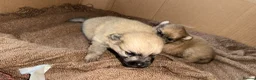 Pomeranian dogs for sale: Beautiful Pomeranian boy - Advert 11