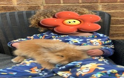 Lionhead rabbits for sale: Bunny & Hunny - Image 5