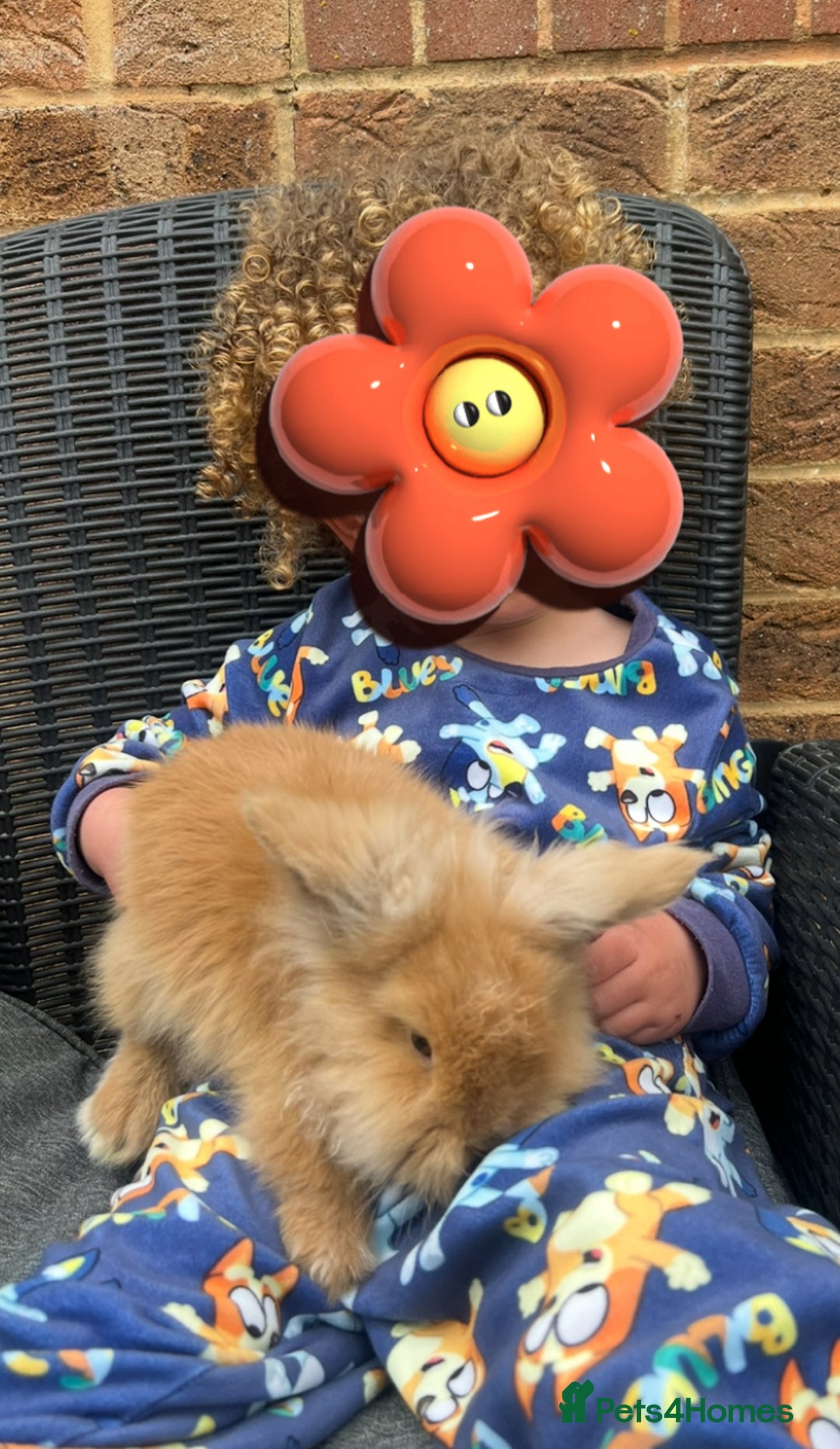 Lionhead rabbits for sale: Bunny & Hunny - Image 5