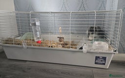 Mini Lop rabbits for sale: Mini lop & lioness 🐰 & cage , accessories ♥️  - Image 4