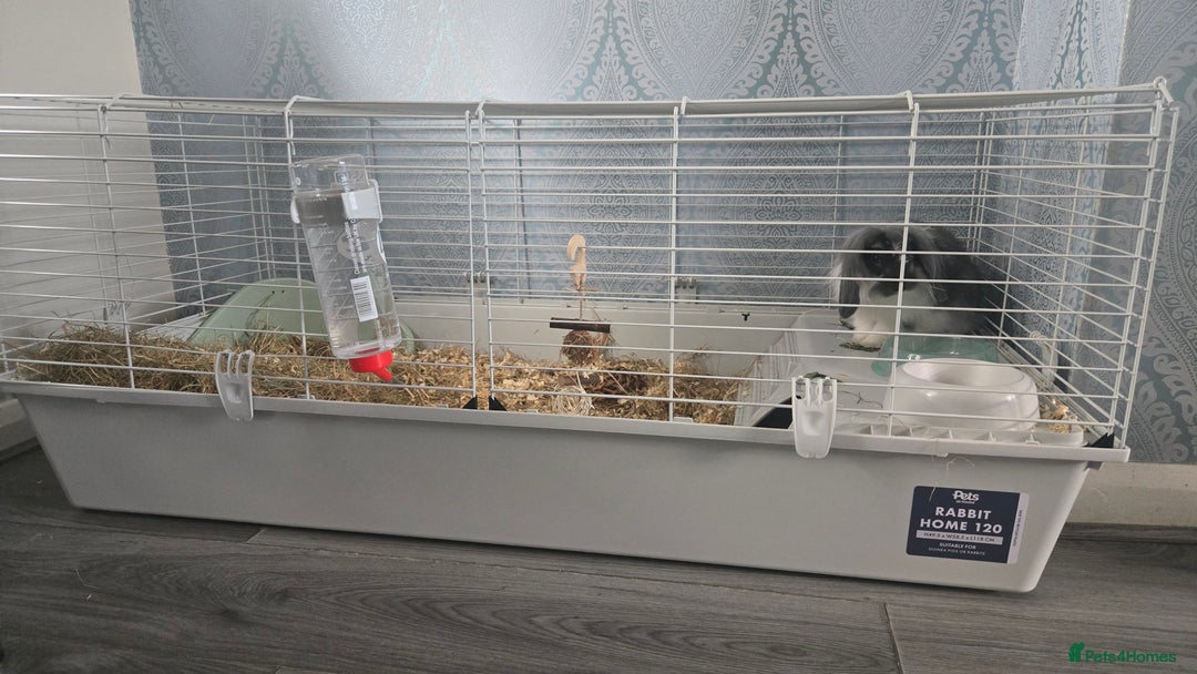 Mini Lop rabbits for sale: Mini lop & lioness 🐰 & cage , accessories ♥️  - Image 4