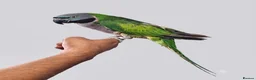 Parrots birds for sale: Beautiful hand tamed parrots for sale  - Advert 9
