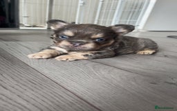 French Bulldog dogs for sale: Beautiful fluffy French bulldogs  - Image 10