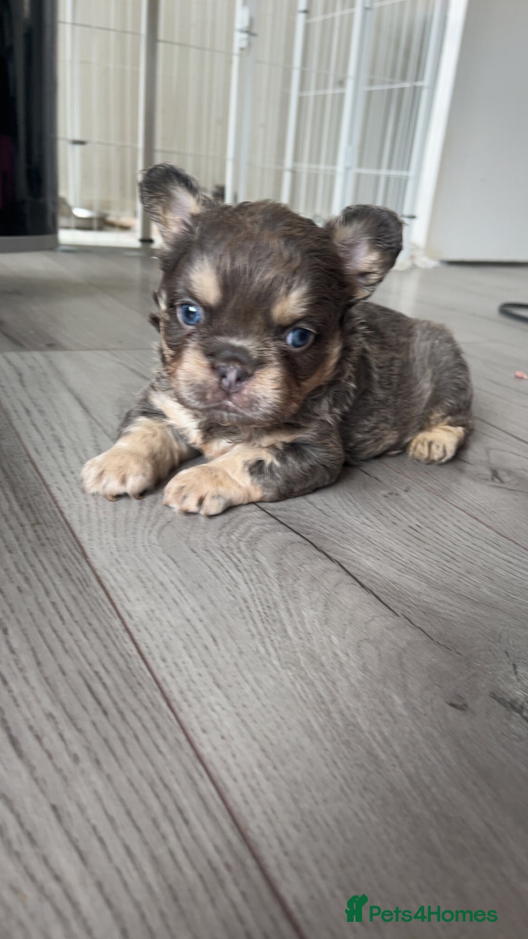 French Bulldog dogs for sale: Beautiful fluffy French bulldogs  - Image 10