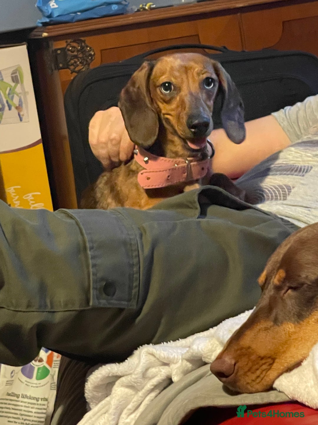Dachshund dogs for sale: Light brown dachshund with light blue eyes  - Image 5