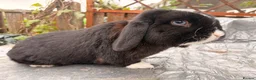 Mini Lop rabbits for sale: Mini lop babies and adults  - Advert 15
