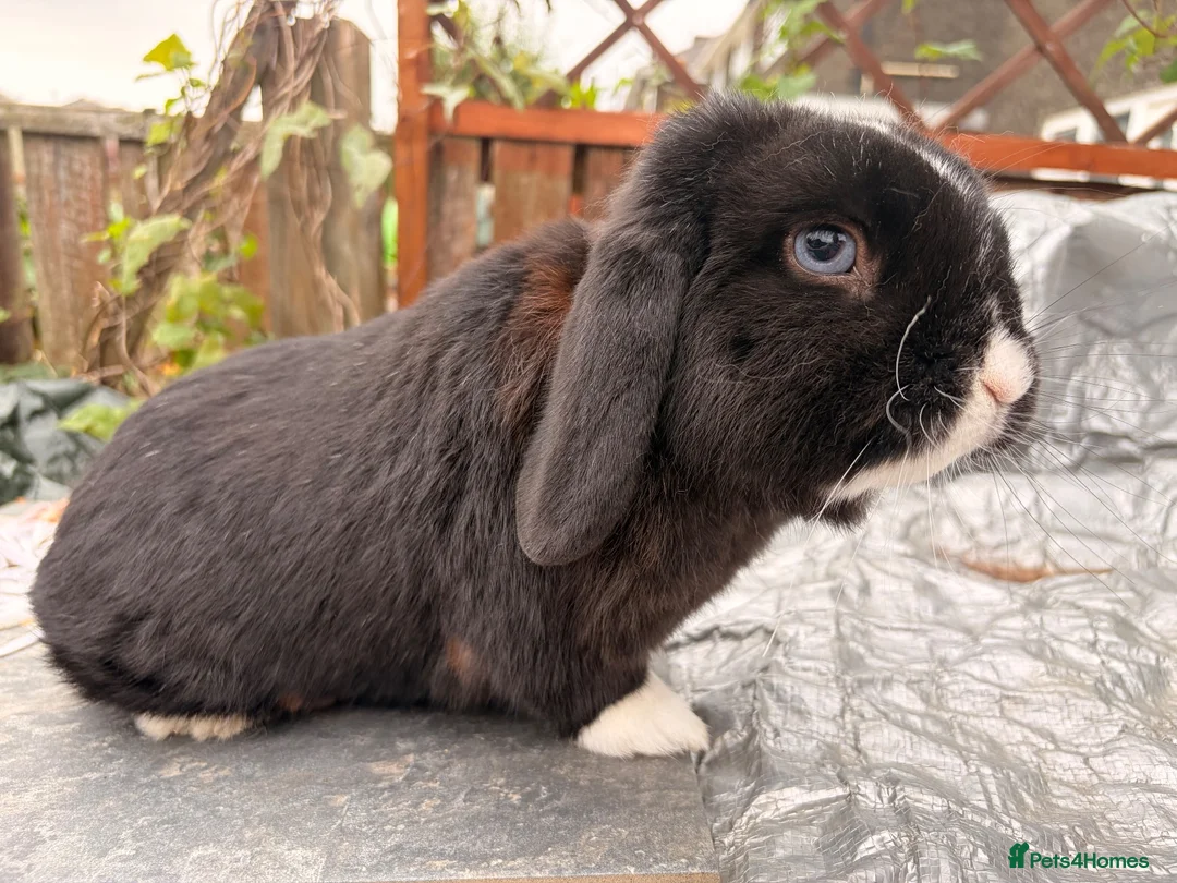 Mini Lop rabbits for sale: Mini lop babies and adults  - Advert 15