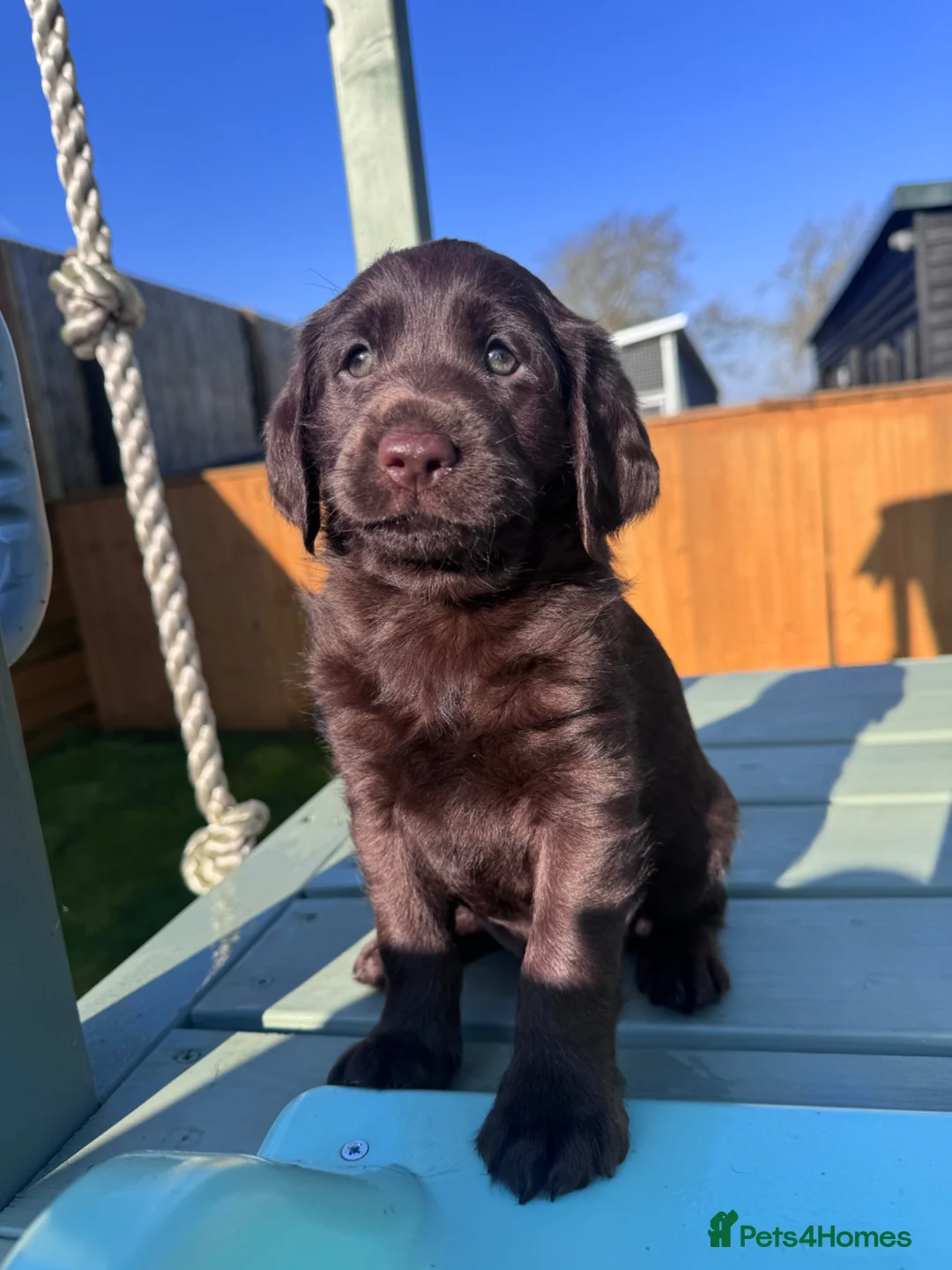 Labradoodle dogs for sale: Chocolate Merle Labradoodle Babies 🐾🐾🐾 - Advert 2