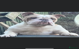 English Bulldog dogs for sale:  ASAP Needs to go to a good home! - Image 1