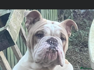 English Bulldog dogs - Advert 17