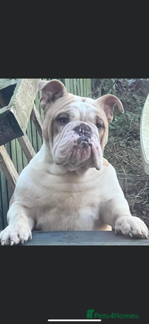 English Bulldog dogs - Advert 11