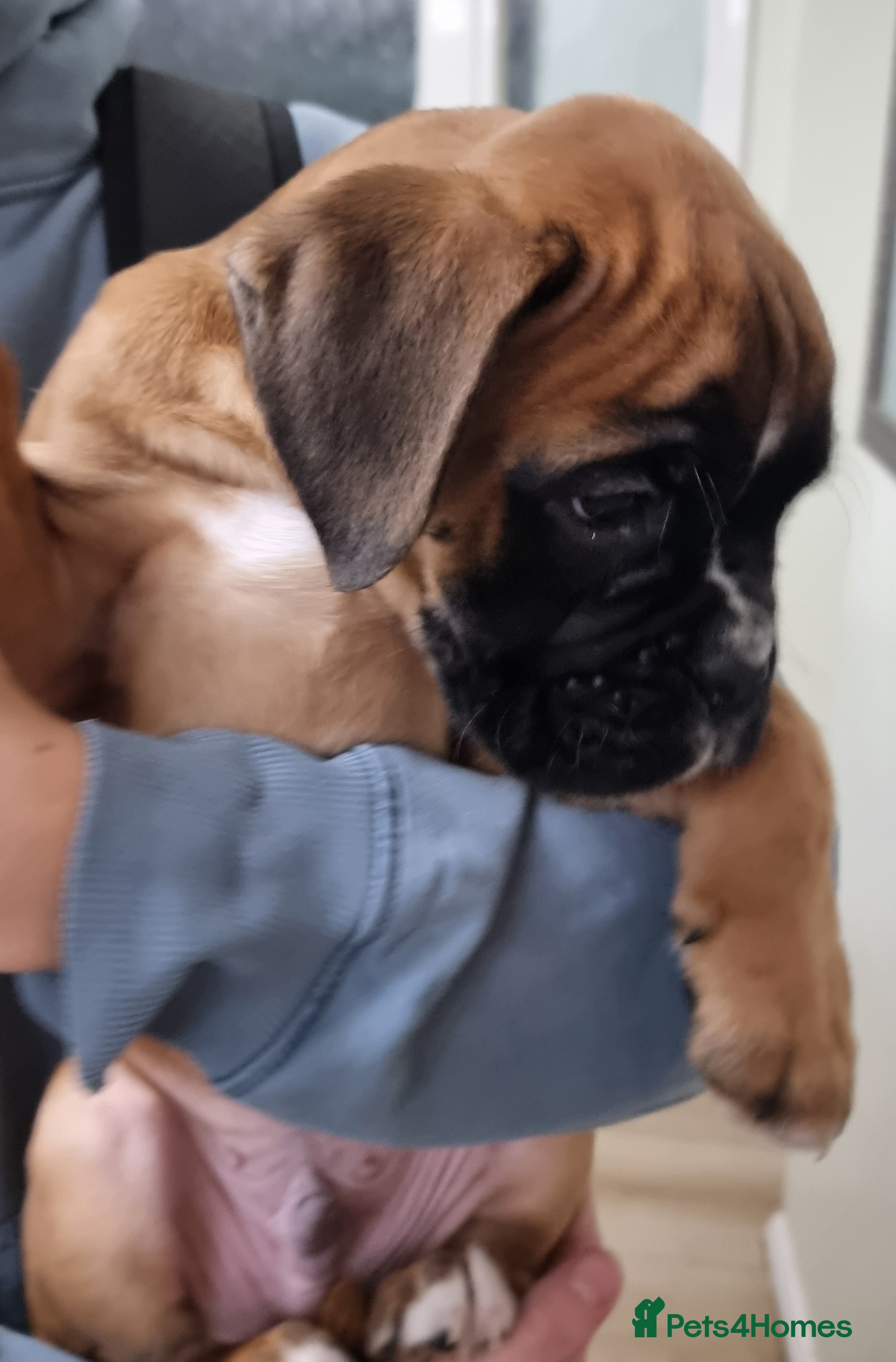 Boxer dogs Last remaining pup! - Advert 11