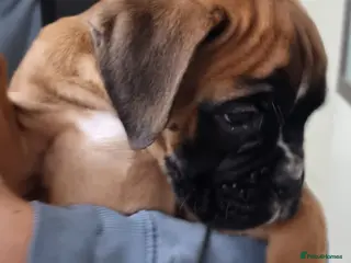 Boxer dogs Last remaining pup! - Advert 8