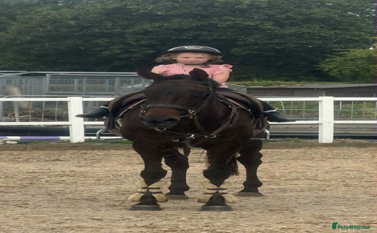 English Thoroughbred horses - Advert 1