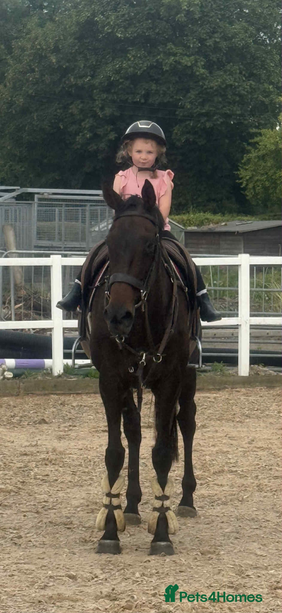 English Thoroughbred horses for sale: Super Sally by name and nature  - Image 1