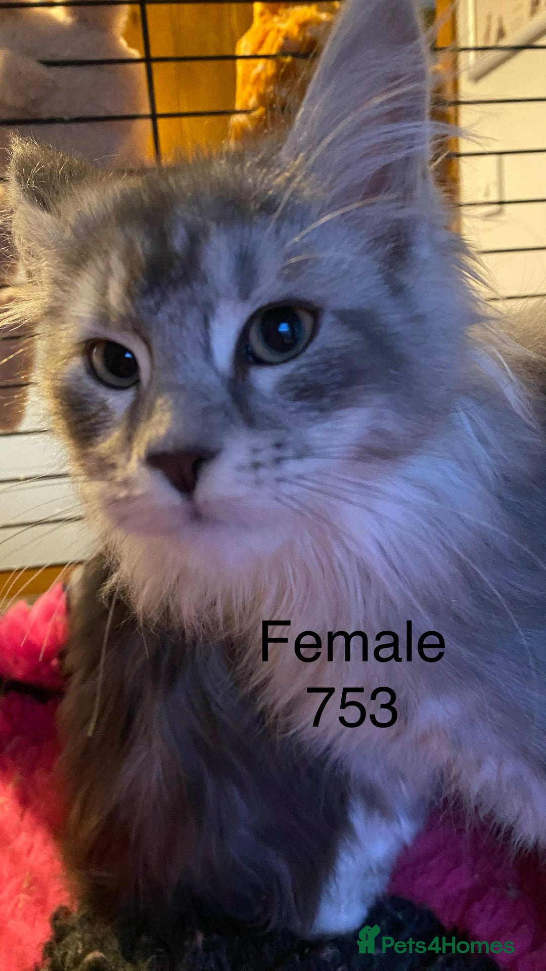 Maine Coon cats for sale: Pedigree Maine Coons - Advert 18