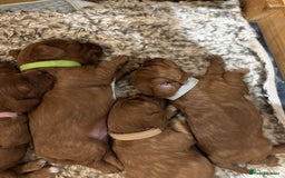 Cavapoo dogs for sale: Cavapoo Pups  - Image 2