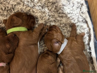 Cavapoo dogs - Advert 25