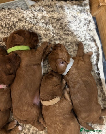 Cavapoo dogs - Advert 2