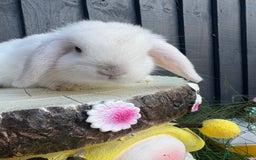 Mini Lion Lop rabbits for sale: mini lion lops ready now  - Image 8