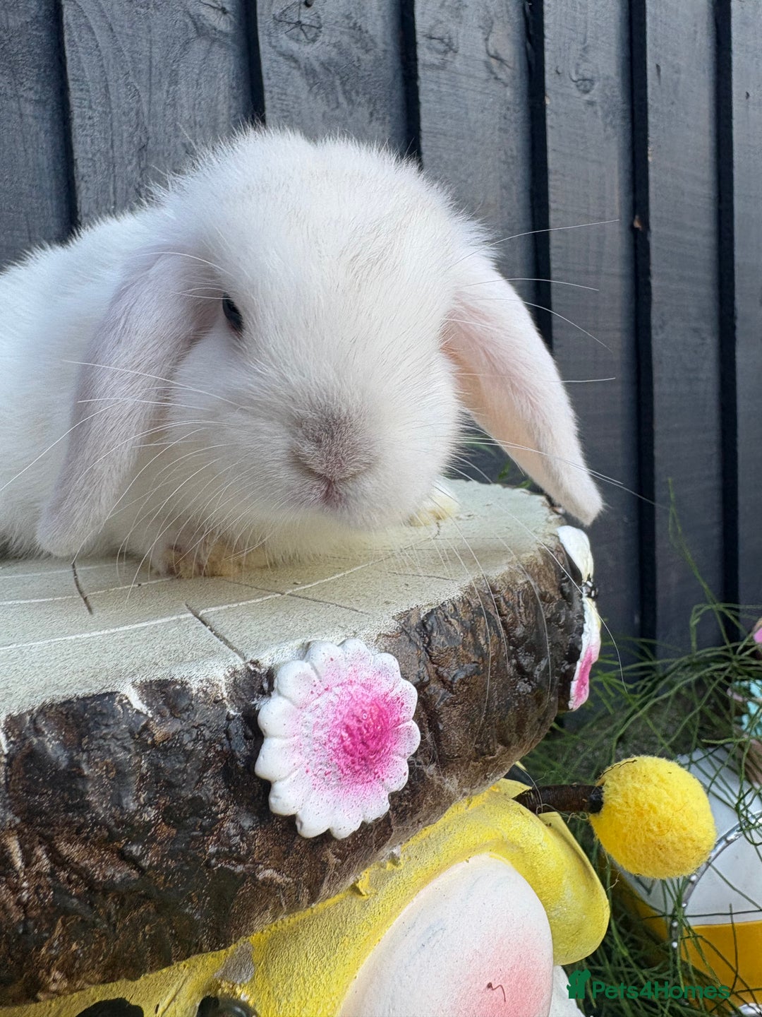 Mini Lion Lop rabbits for sale: mini lion lops ready now  - Image 8