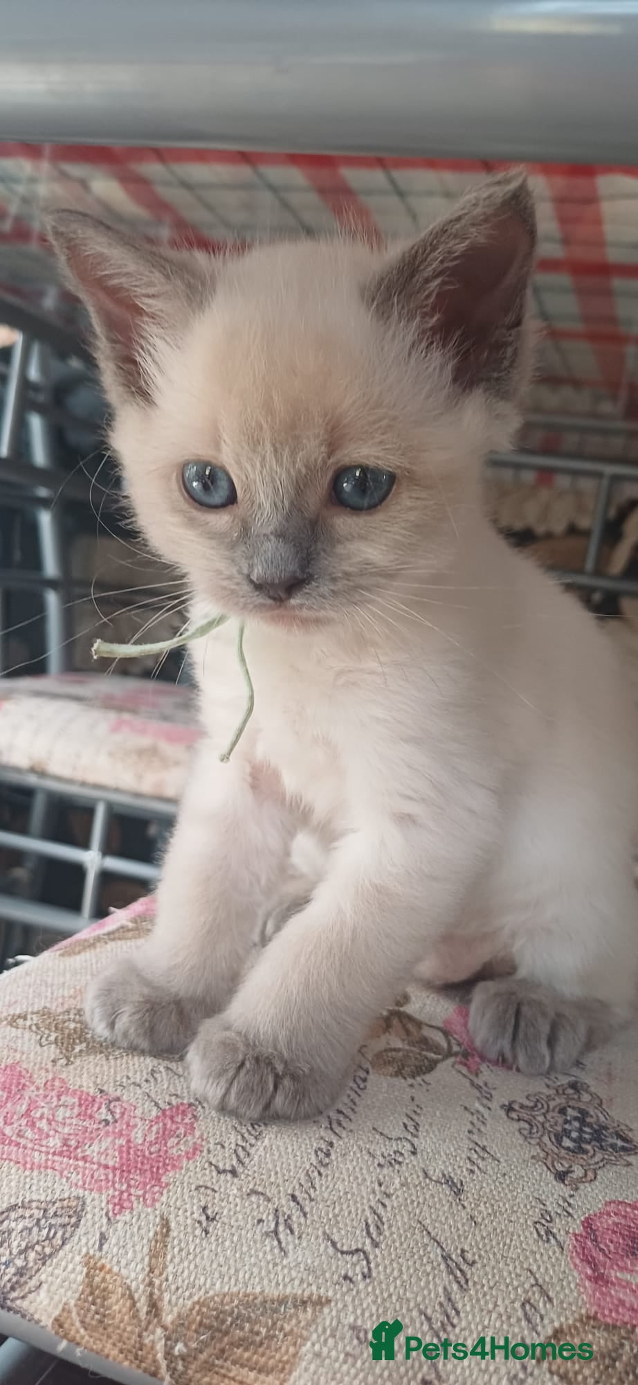 Ragdoll cats Gorgeous Ragdoll kittens  - Advert 1