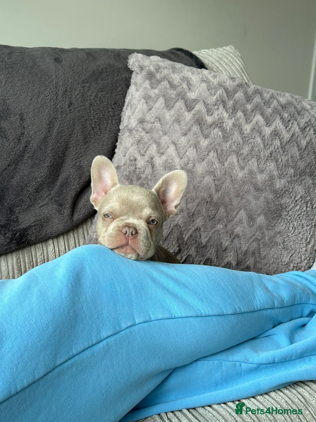 French Bulldog dogs for sale: KC registered French bulldog puppy - Advert 5