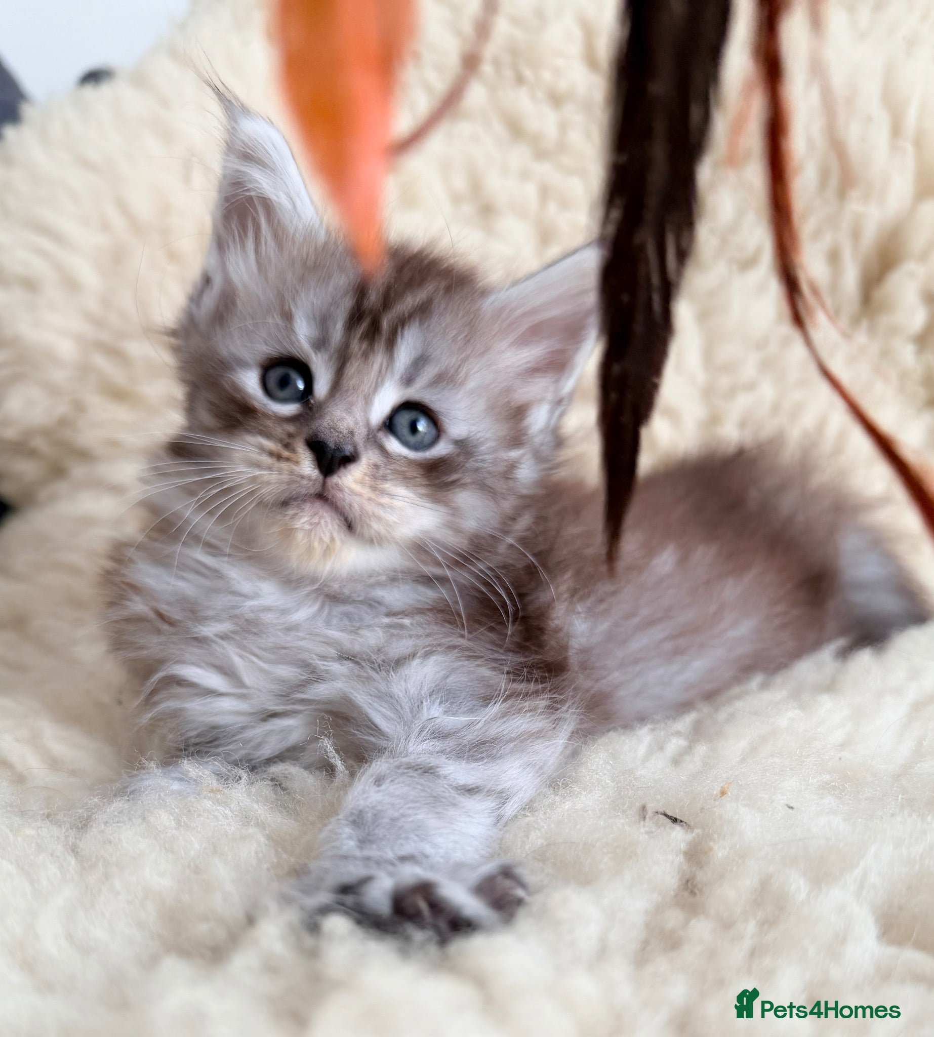 Maine Coon cats Champions- Bloodline Purebred Maine Coon Kittens - Advert 7