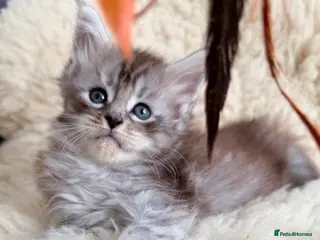 Maine Coon cats Champions- Bloodline Purebred Maine Coon Kittens - Advert 7