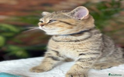 British Shorthair cats for sale: 💎Rare Silver & Spotted BSH Kittens ns 12 & n 24🐾 - Image 36