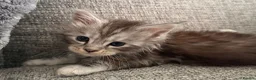 Maine Coon cats for sale: TICA active reg mainecoon kittens - Advert 29
