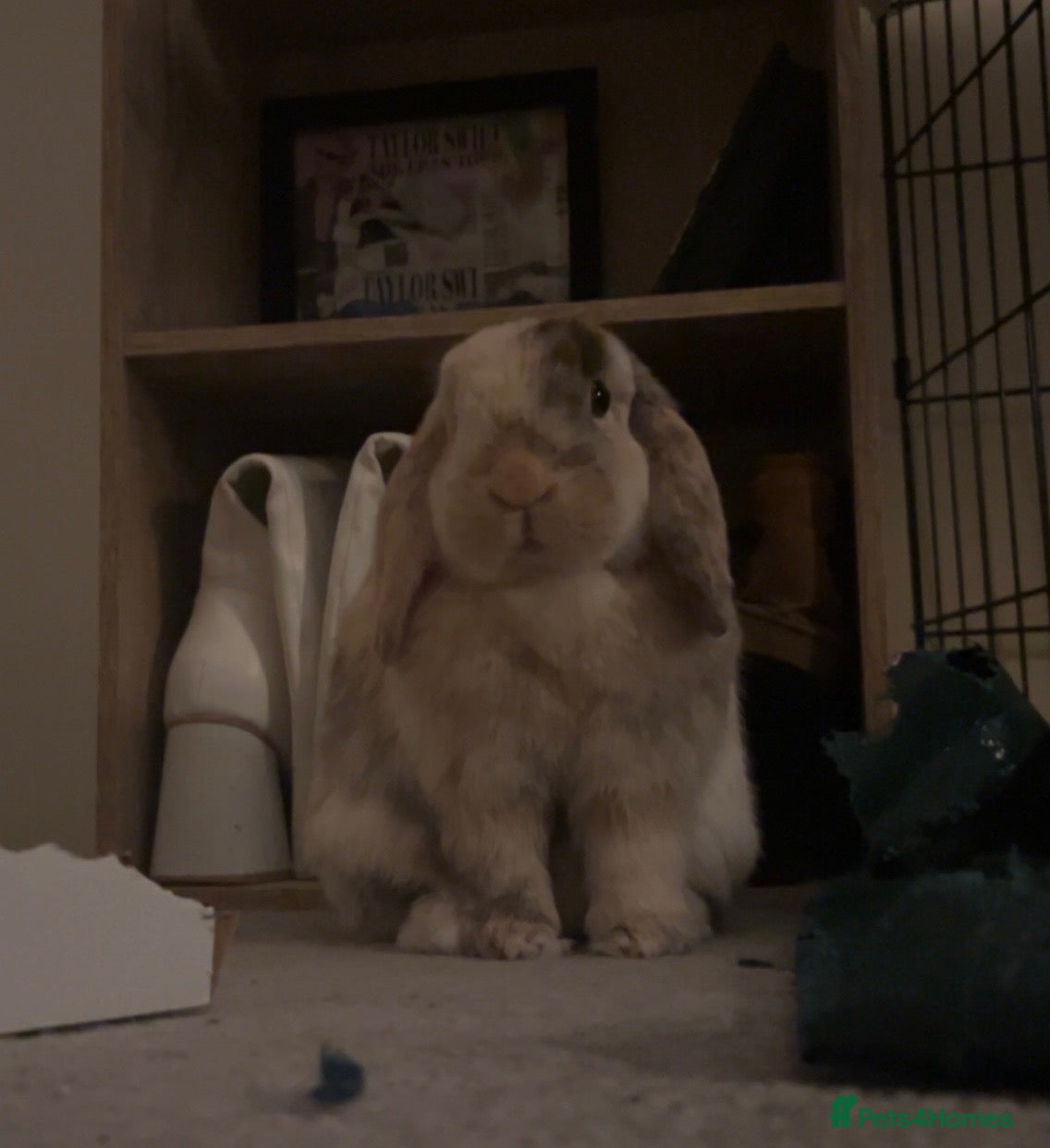 Mini Lop rabbits female miniature lop rabbit  - Advert 5