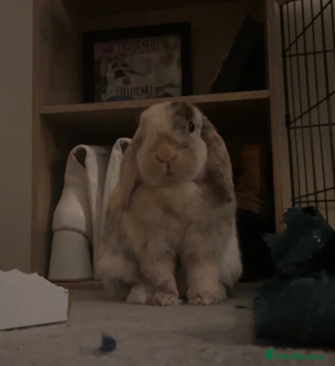 Mini Lop rabbits for sale: female miniature lop rabbit  - Advert 1