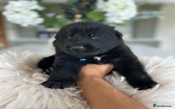 German Shepherd dogs for sale: Outstanding KC Working Line German Shepherd Pups - Image 4