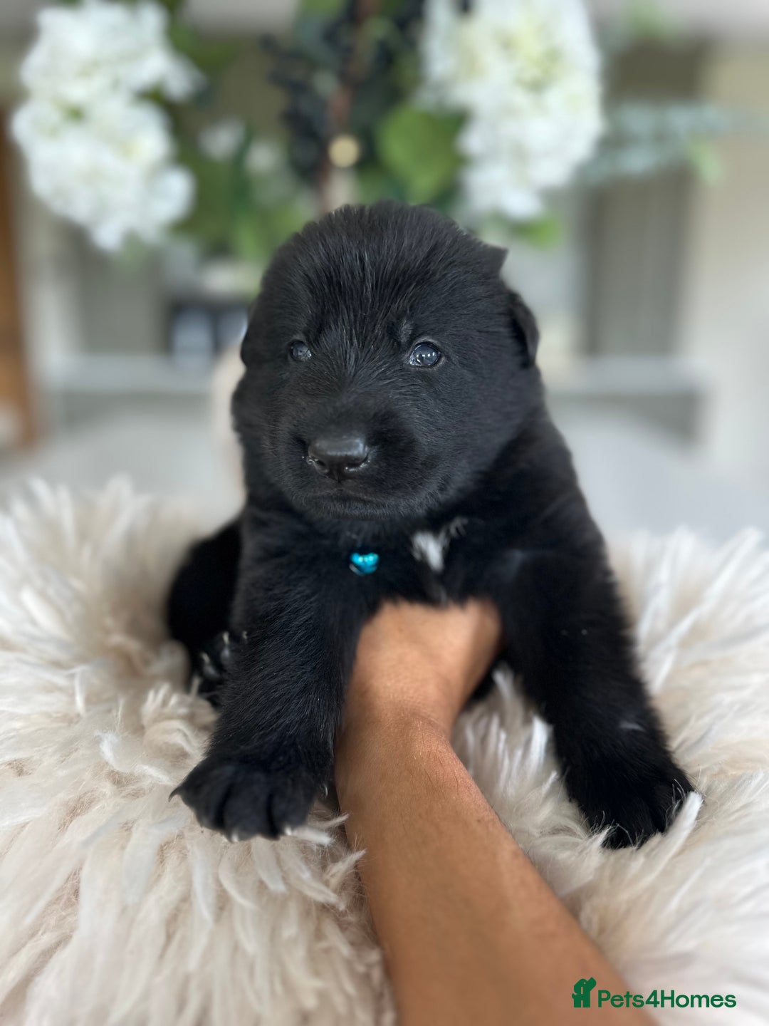 German Shepherd dogs for sale: Outstanding KC Working Line German Shepherd Pups - Image 4