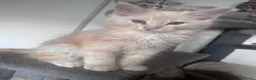 Maine Coon cats for sale: Beautiful Maine coon Kittens 4 left - Advert 2