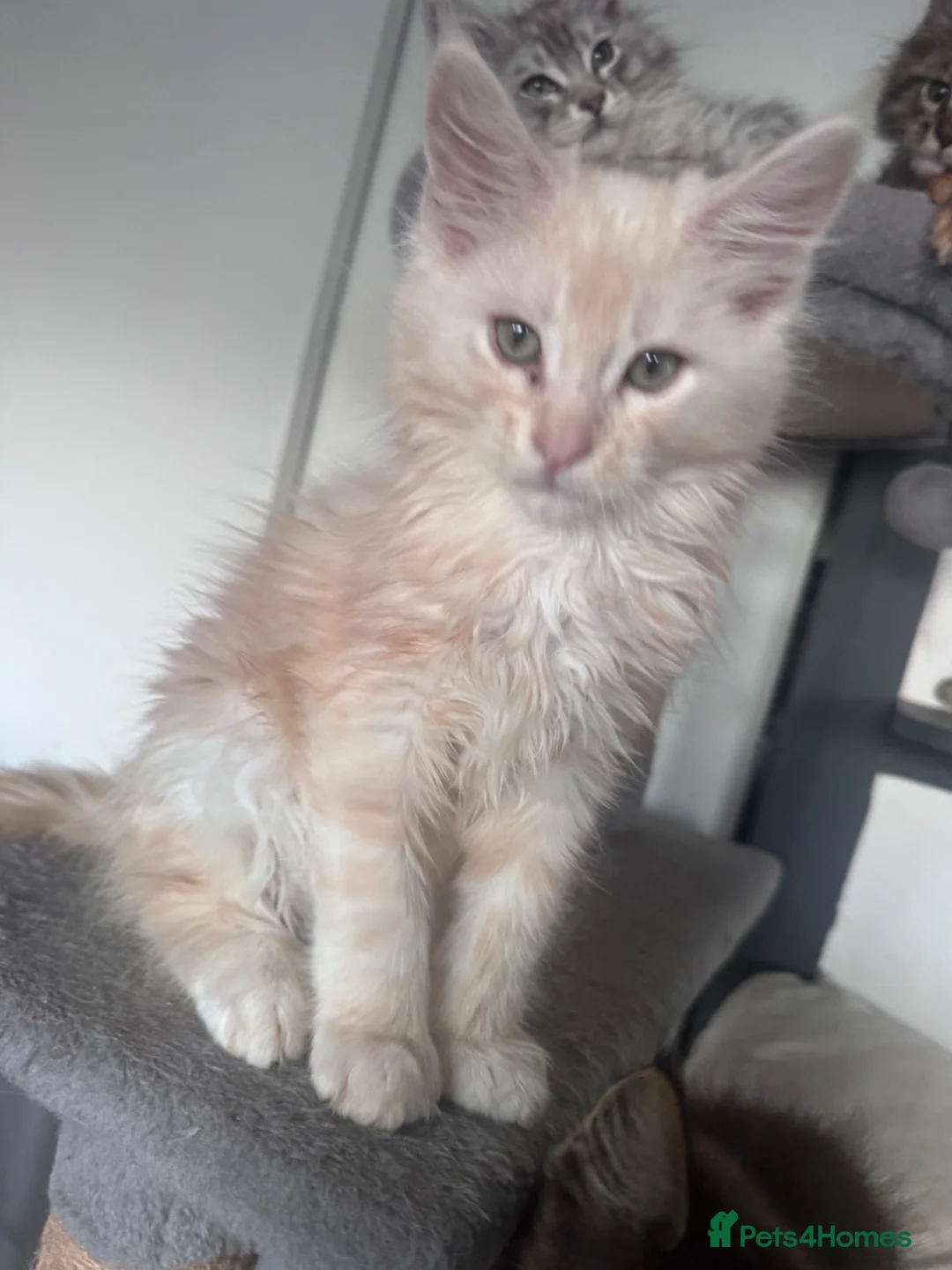 Maine Coon cats for sale: Beautiful Maine coon Kittens 4 left - Advert 2