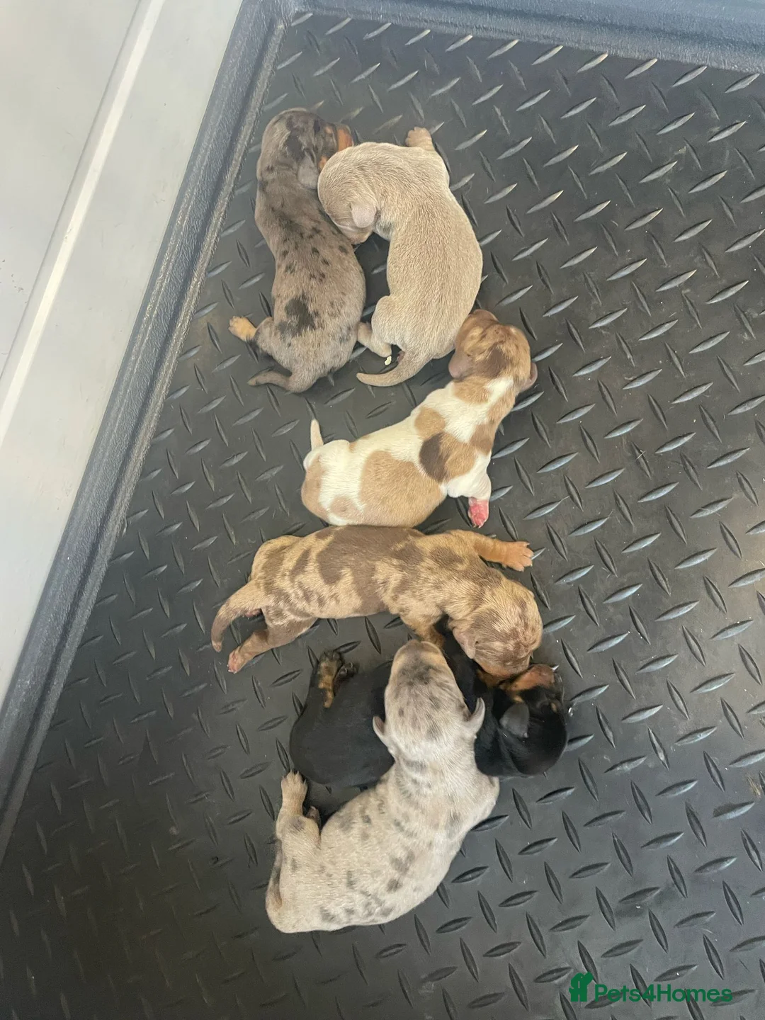 Miniature Dachshund dogs for stud: Chocolate tweed dapple mini daxy VERY EXPERIENCED in Bolton - Advert 2